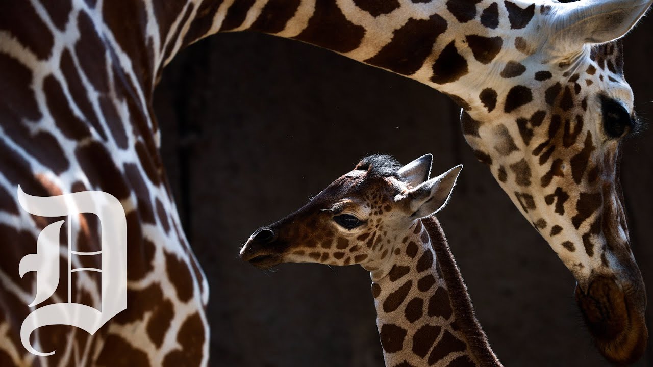 Dallas Zoo debuts new giraffe calf born on Fourth of July