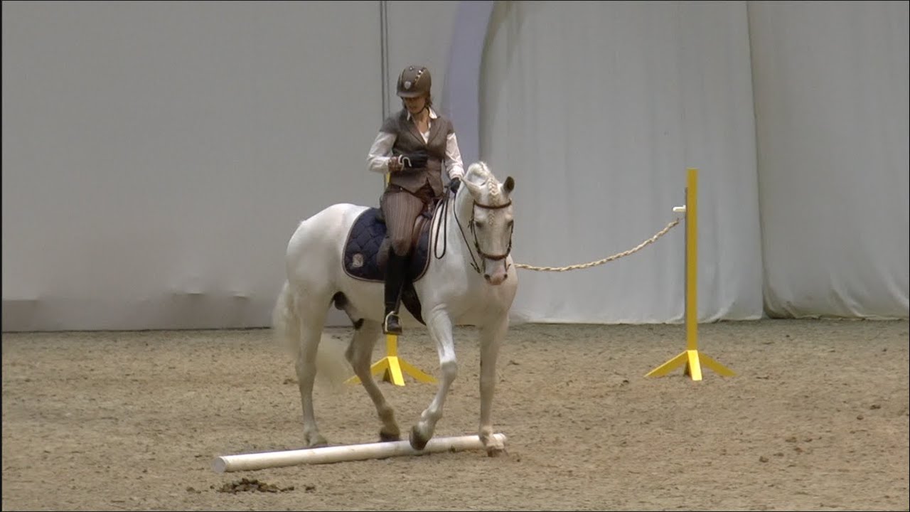 HansePferd ♘ Working Equitation