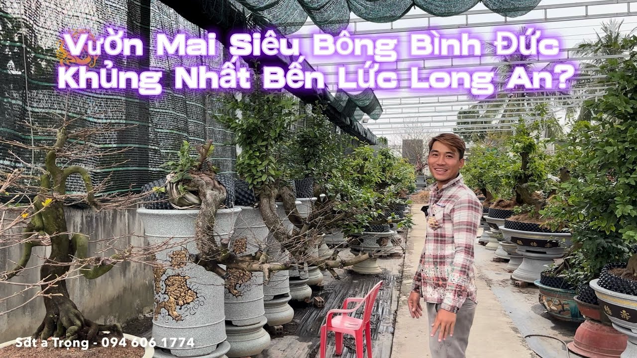 🐉Xuất hiện vườn Mai siêu bông Bình Đức khủng nhất Bến Lức Long An|Vùng Đất Rồng 
