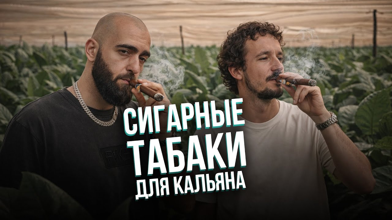 HT №281. Сигарные табаки для кальяна. Какой бренд лучше?
