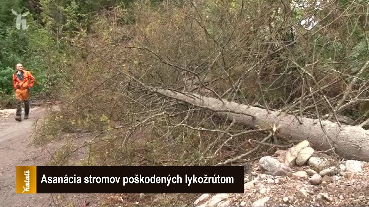 Asanácia stromov poškodených lykožrútom