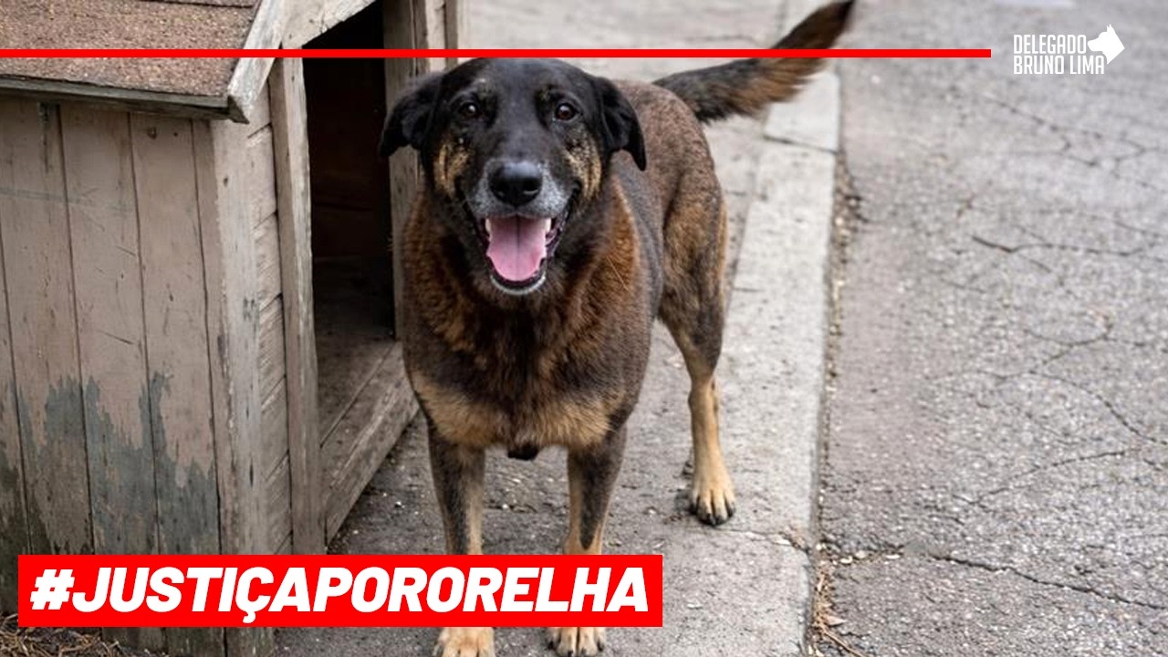 Não vamos parar até termos #JustiçaPorOrelha 🤜🚨
