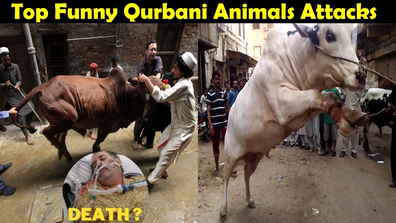 Top Qurbani Animals Funny Attacks On Eid | Eid Special 2022