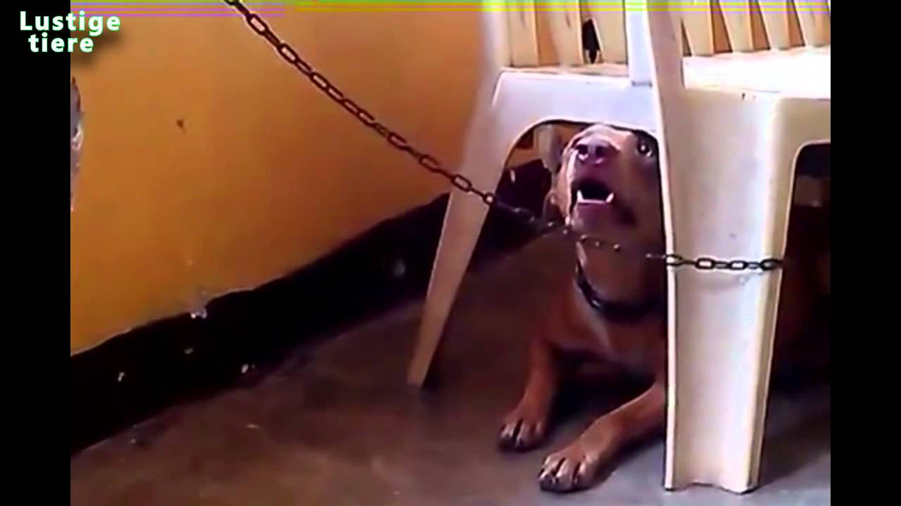 Lustige Hunde hassen zu baden  Hunde mögen nicht Baden Compilation 2014 möchte nicht