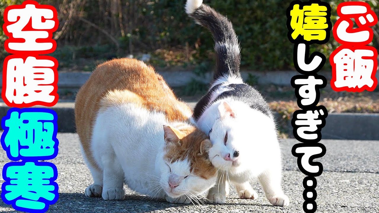 極寒 空腹でも猫パンチ炸裂 ご飯が嬉しすぎた猫の反応がこちらです さくらねこたちへのエサやり【視聴だけでも猫を助けることになります】支援者様 視聴者様 猫たちに神のご加護を！野良猫の感動猫動画