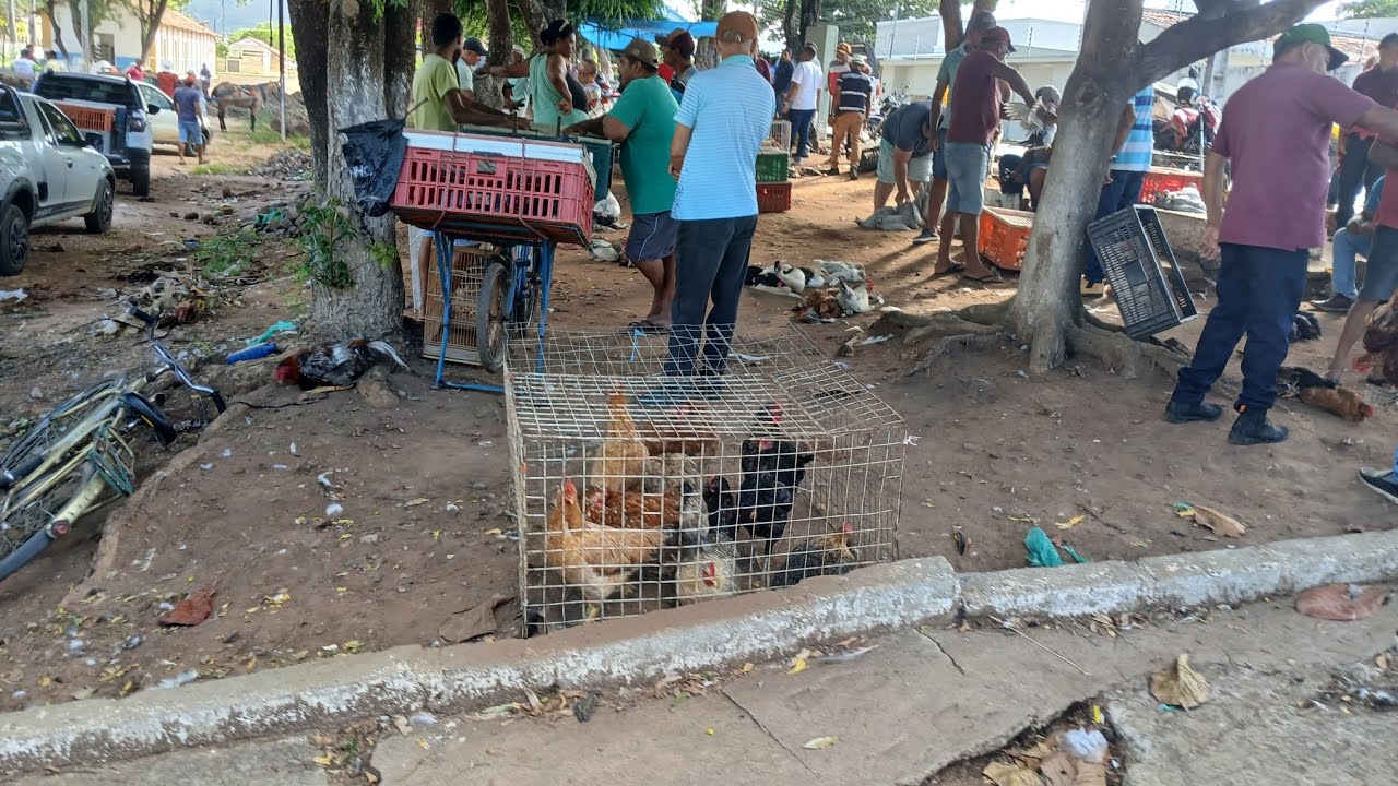 FEIRA DAS GALINHAS EM PALMEIRA DOS ÍNDIOS ALAGOAS 07/03/2026