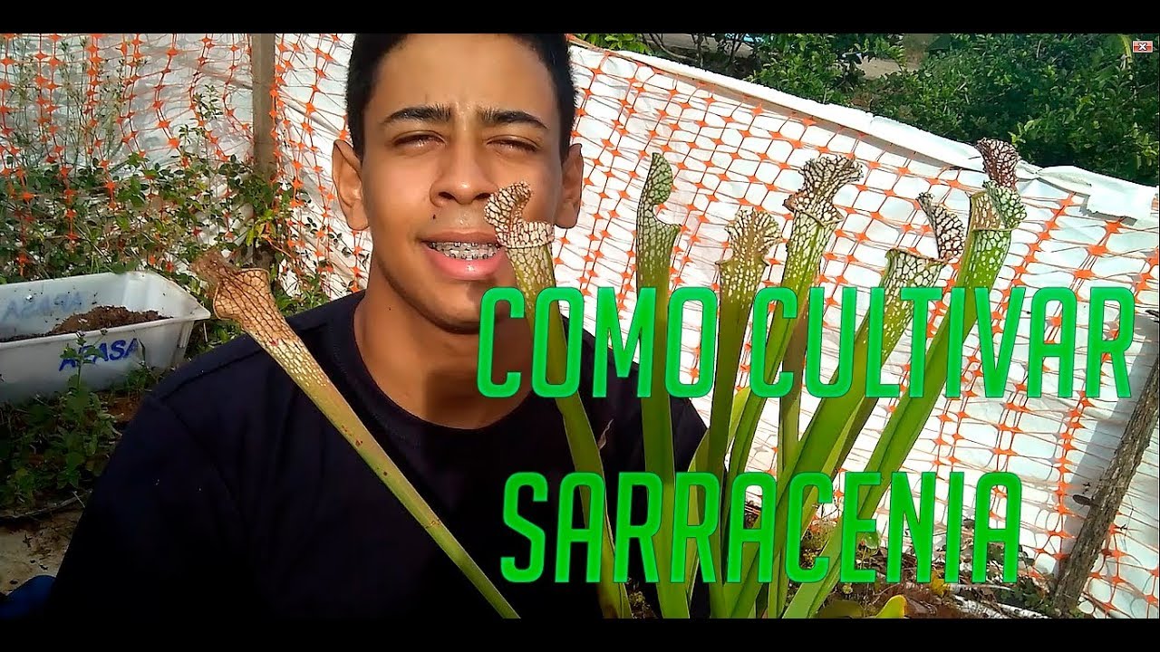 Como Cultivar as Plantas Carnívoras Sarracenias
