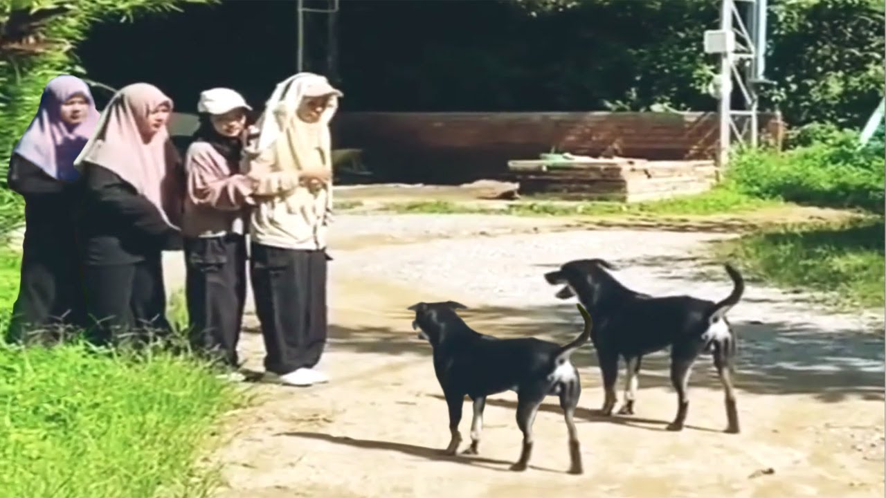 🙄KELAKUAN MEREKA DIPERTANYAKAN - Kebodohan Warga Bikin Geleng  dan Tertawa - Mau Ketawa Takut Dosa