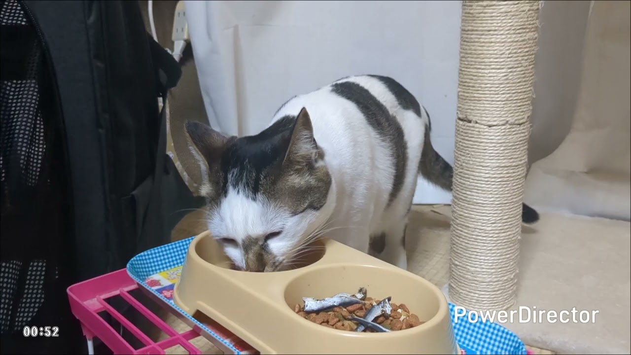 ニャアの夕食タイムトライアル(20260131)