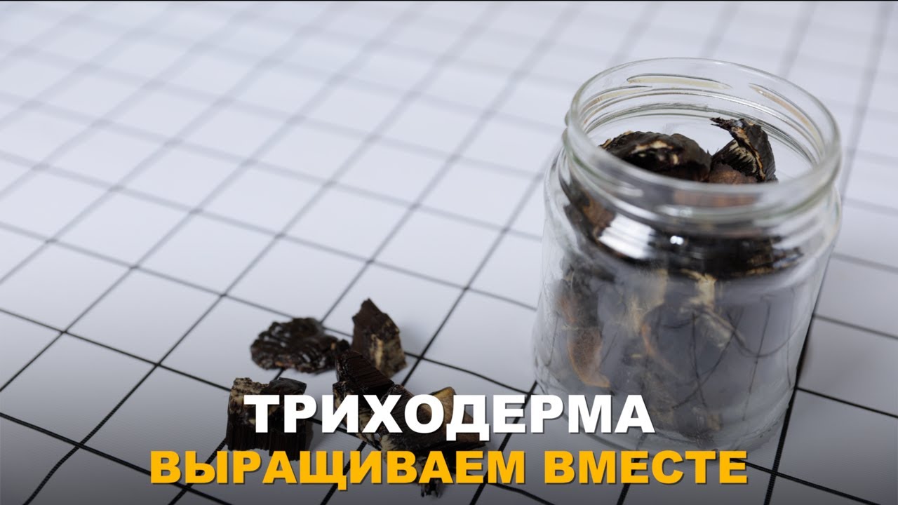 МИНИМУМ УСИЛИЙ - МАКСИМУМ РЕЗУЛЬТАТА. ВЫРАЩИВАЕМ ТРИХОДЕРМУ. Как получить качественный биопрепарат.