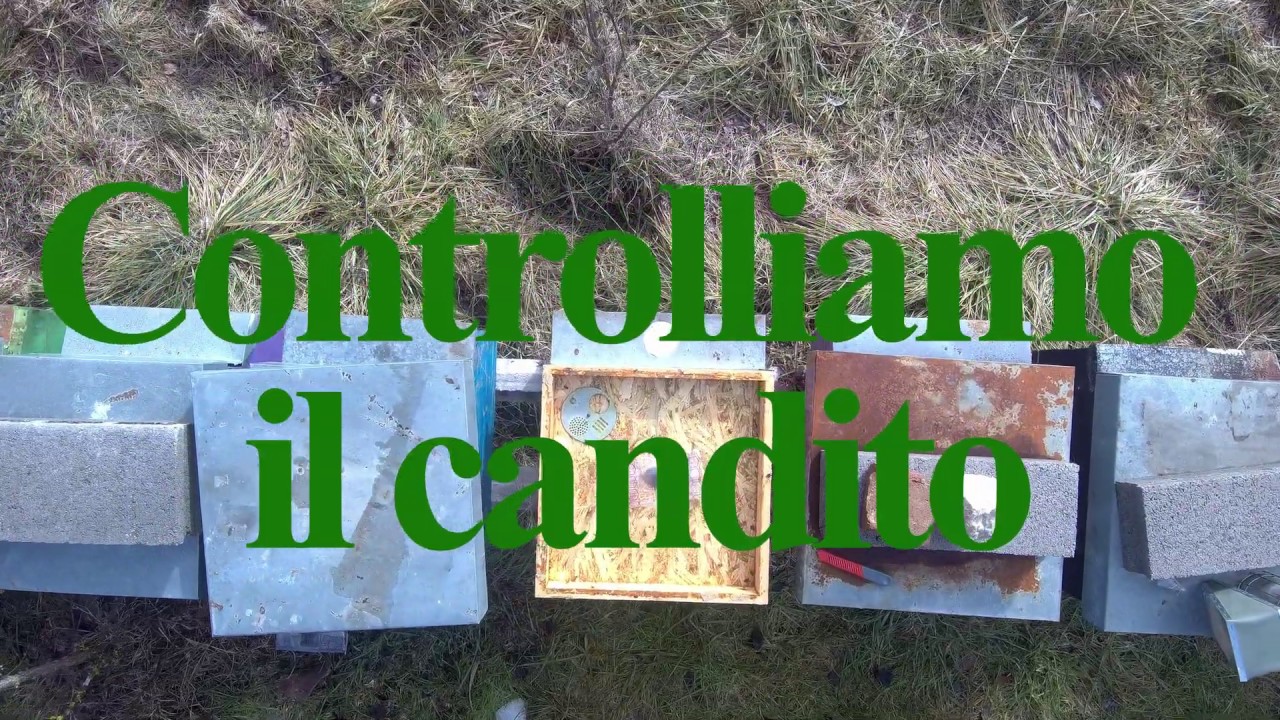 Controlliamo se le nostre api hanno finito il candito