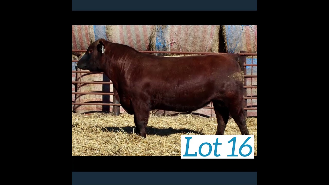 Orton Red Angus | Jan. 8, 2022