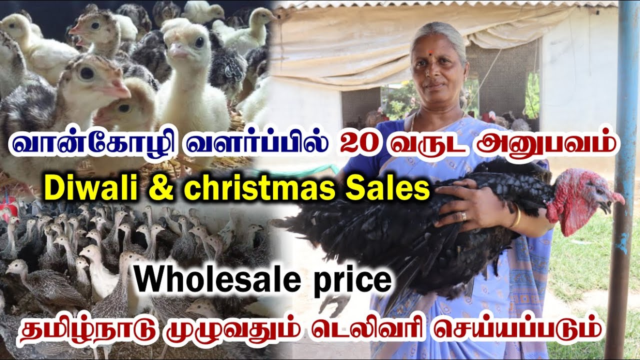 தீபாவளி மற்றும் கிறிஸ்துமஸில் அதிக லாபம் தரும் வான்கோழி | Vankozhi Valarpu | Turkey Farming In Tamil