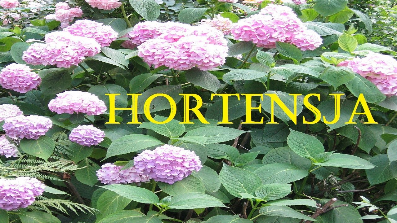 Hortensje - wysadzanie do gruntu