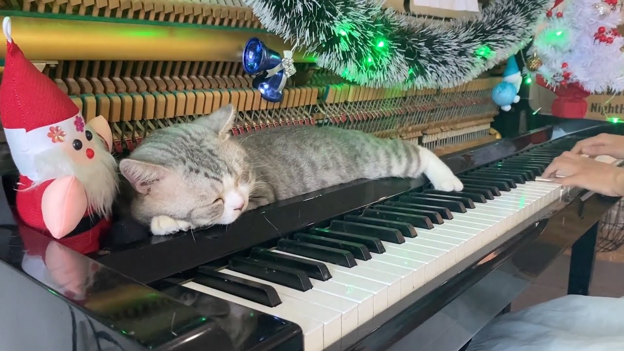 [30 MINUTES] Top 10 Christmas Songs with HABURU 2025