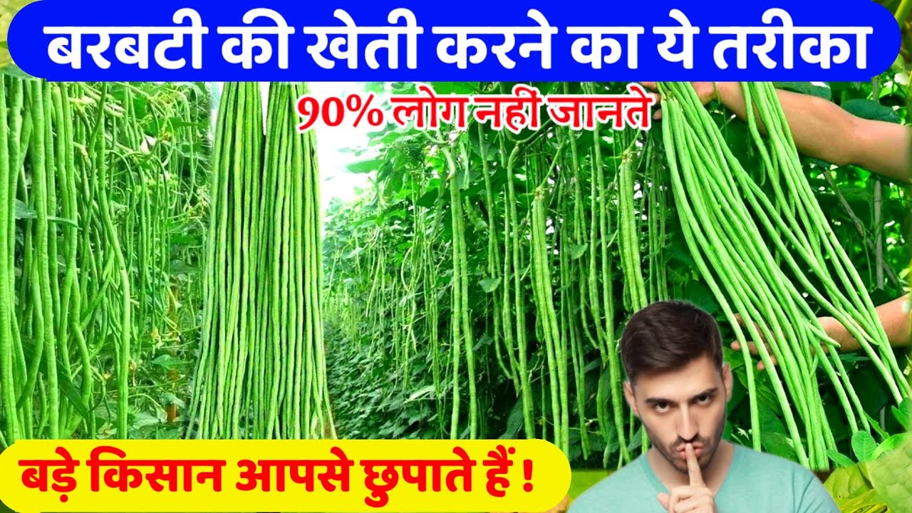 बरबटी लगाने की ये ट्रिक सभी बड़े किसान आपसे छुपाते है | बरबटी की खेती | barbati ki kheti