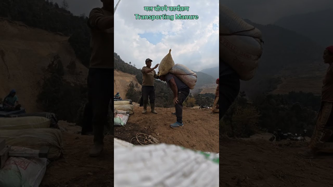आलु मकै सिमी भाङ्गो छर्ने बेला भयो शारीरिक श्रम गर्दैछौँ | Preparing for plantation 