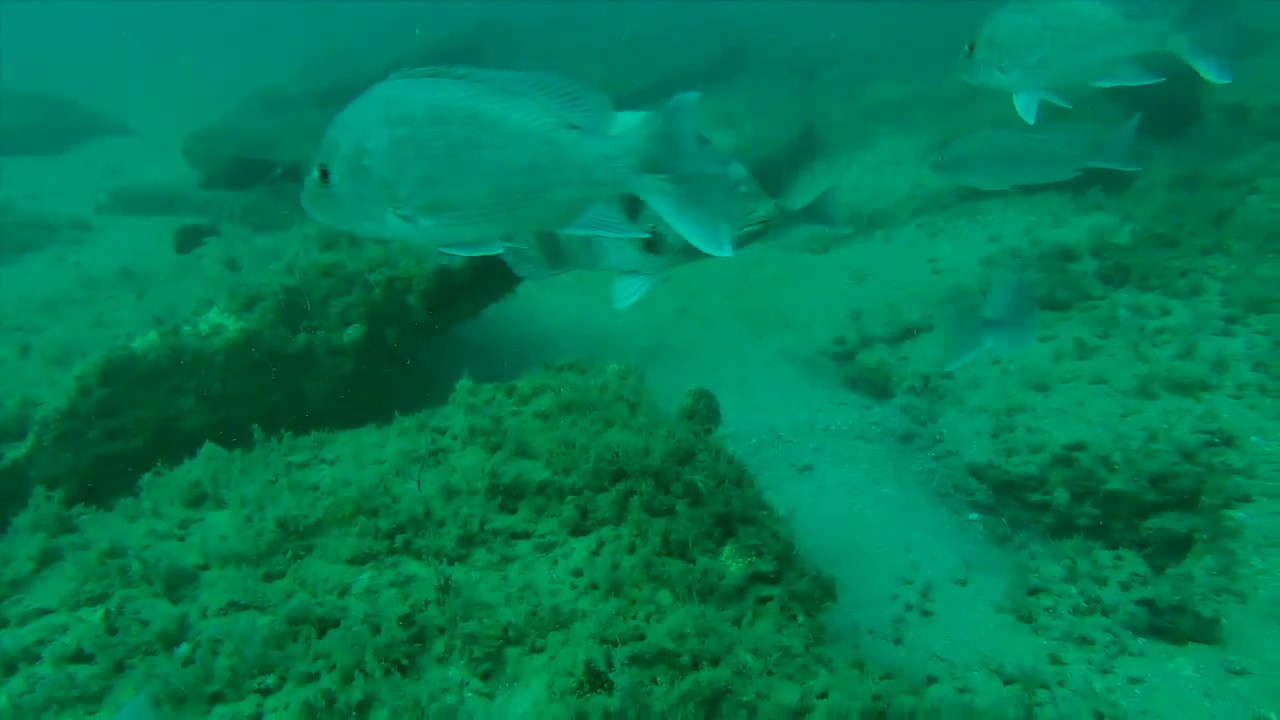 Fish all over the Dutch Banks