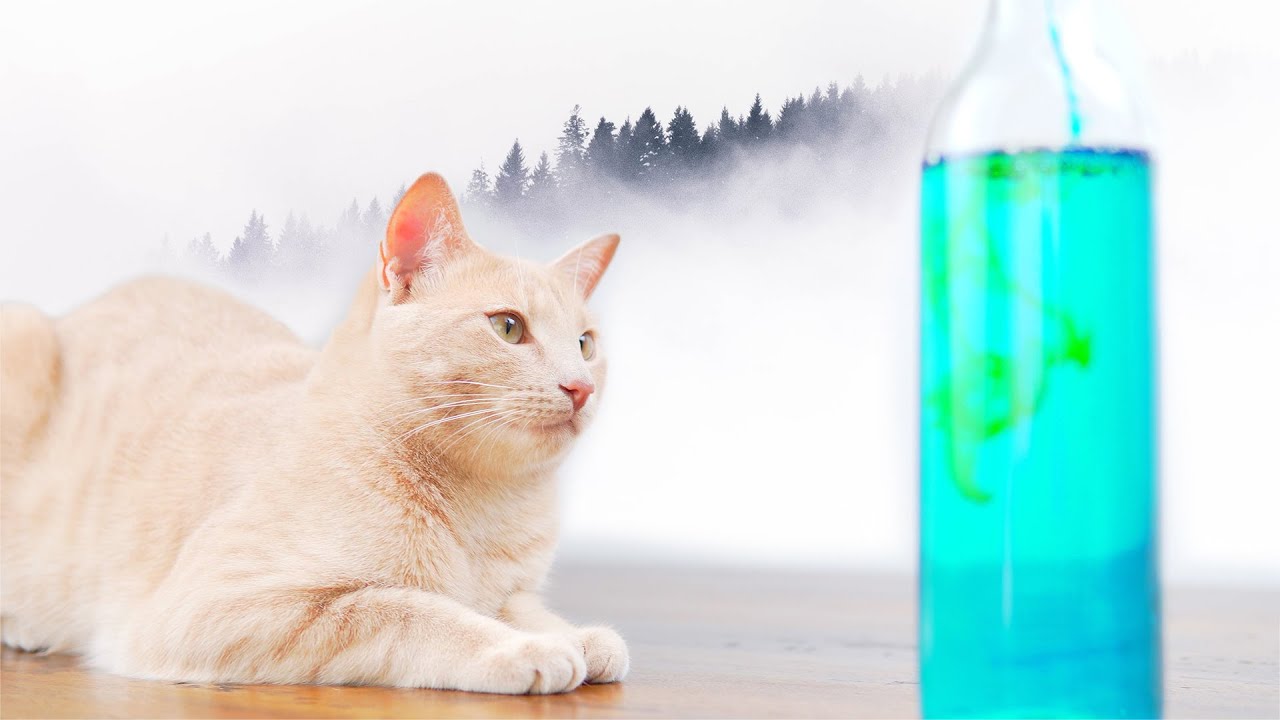 ASMR for Cat | Curious Cat Reaction to Soda Water | Relaxing Video 4K