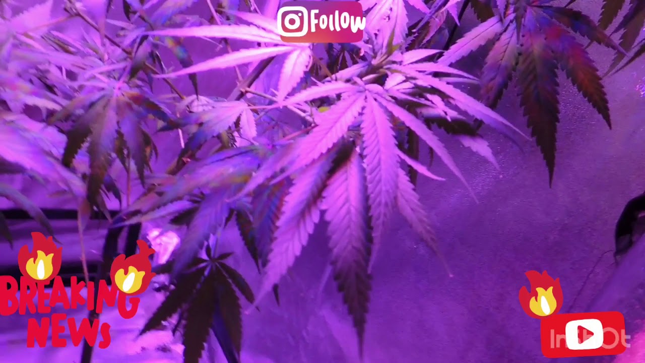 Lemon alien day 34, Super skunk day 49, and Glue Driver day 18
