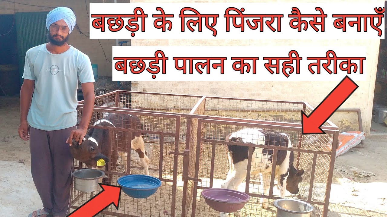 how to make cage for calf।बछड़ी को कैसे तैयार करें।cow ke bacche ko kaise taiyar kare।