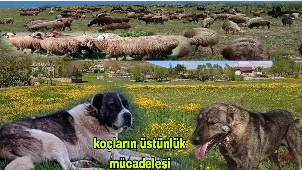 KÖYDE YAYLA GÖÇÜ BAŞLADI YAĞMURLU HAVADA Koyunlar Renk Degistirdi