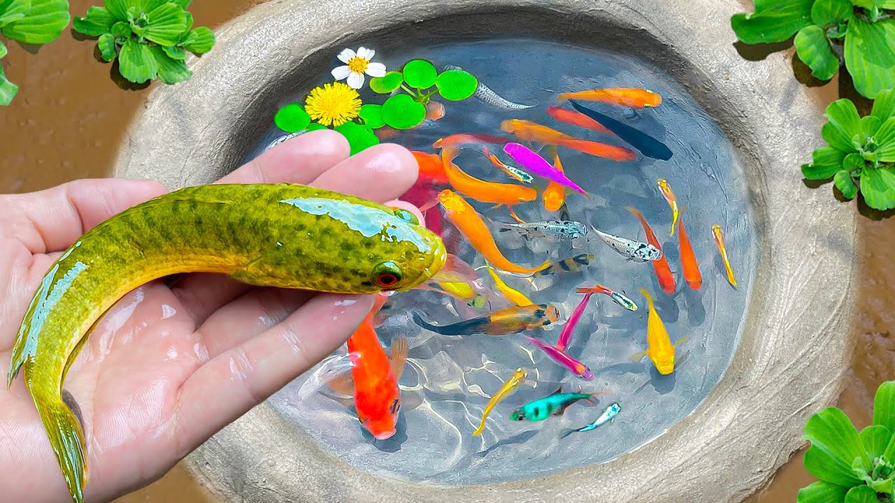 Amazing Catch Strange fish, Colorful Fish, Goldfish, Finds Toys And Opens Super Cute Surprise Eggs