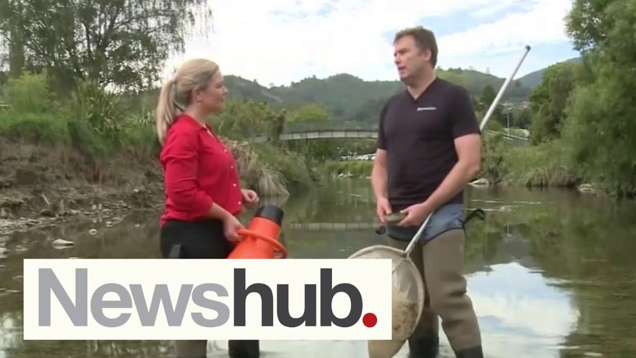 Devastating floods destroy Maitai River's aquatic life, could take years to recover | Newshub