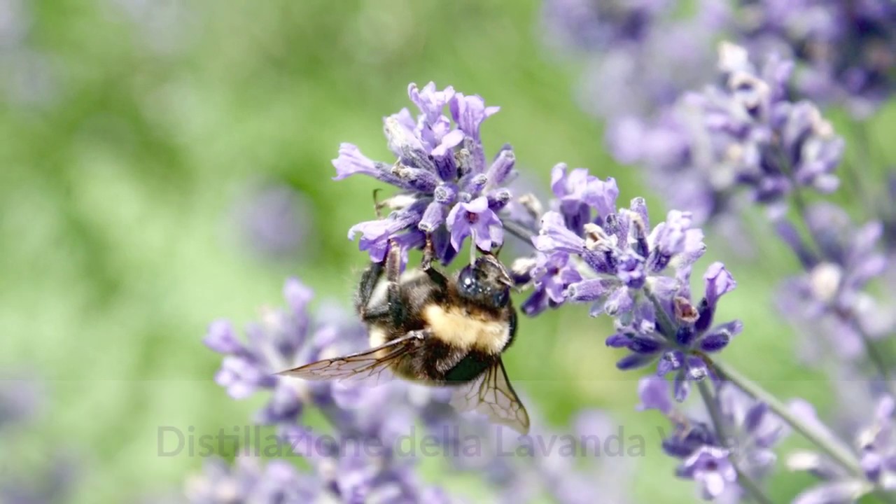 LAVANDA VERA - RACCOLTA E DISTILLAZIONE