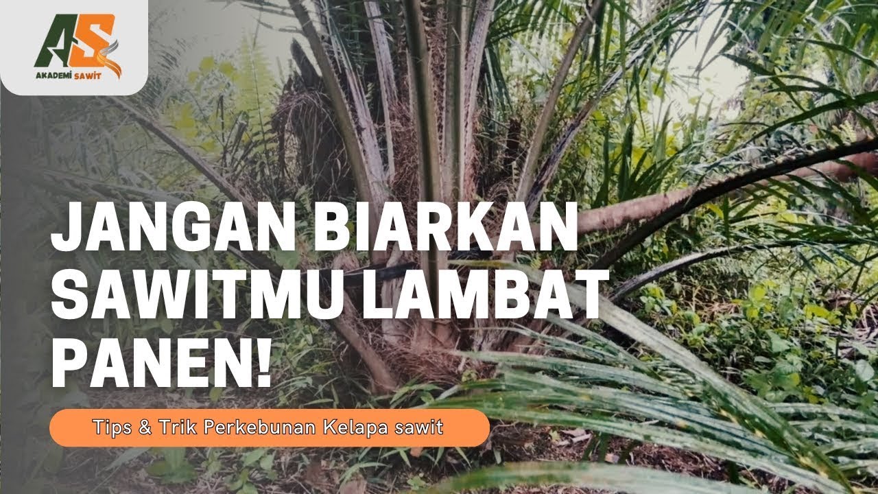 Wajib Kastrasi Sawit! Rahasia Mempercepat Panen & Maksimalkan Hasil