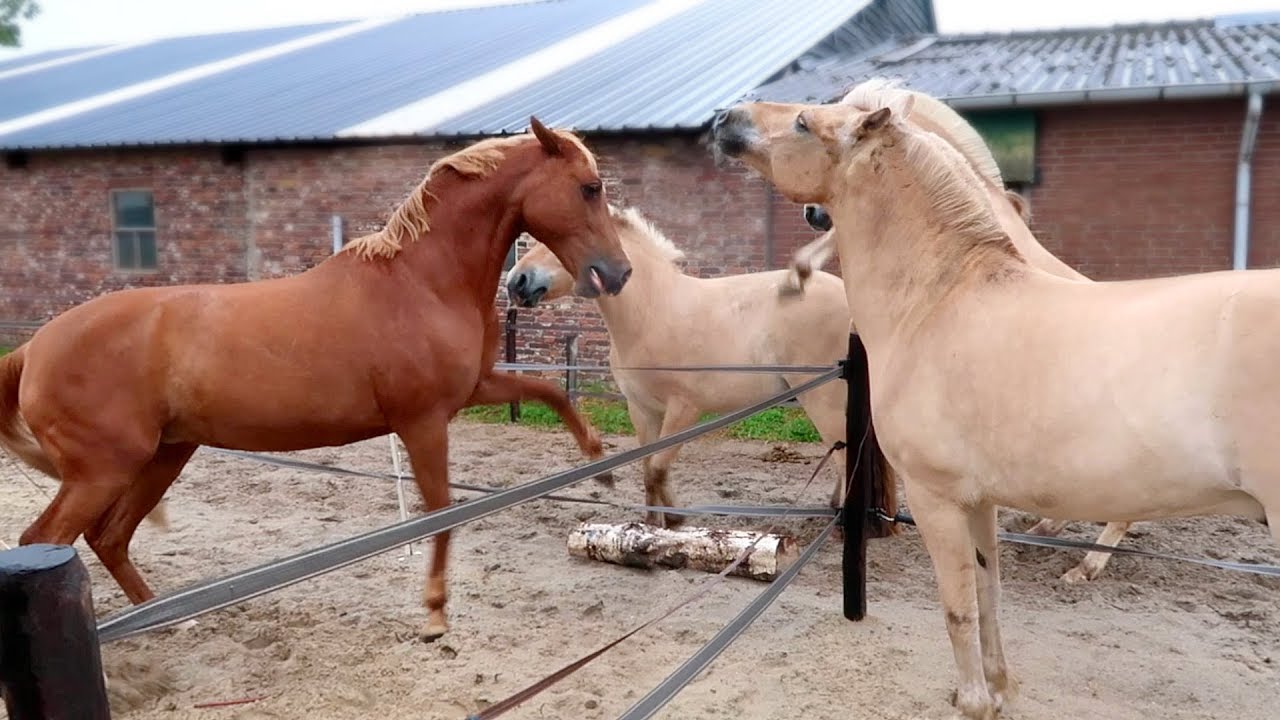 Gaat uit LOGEREN wel goed met de paarden? 💥🐎