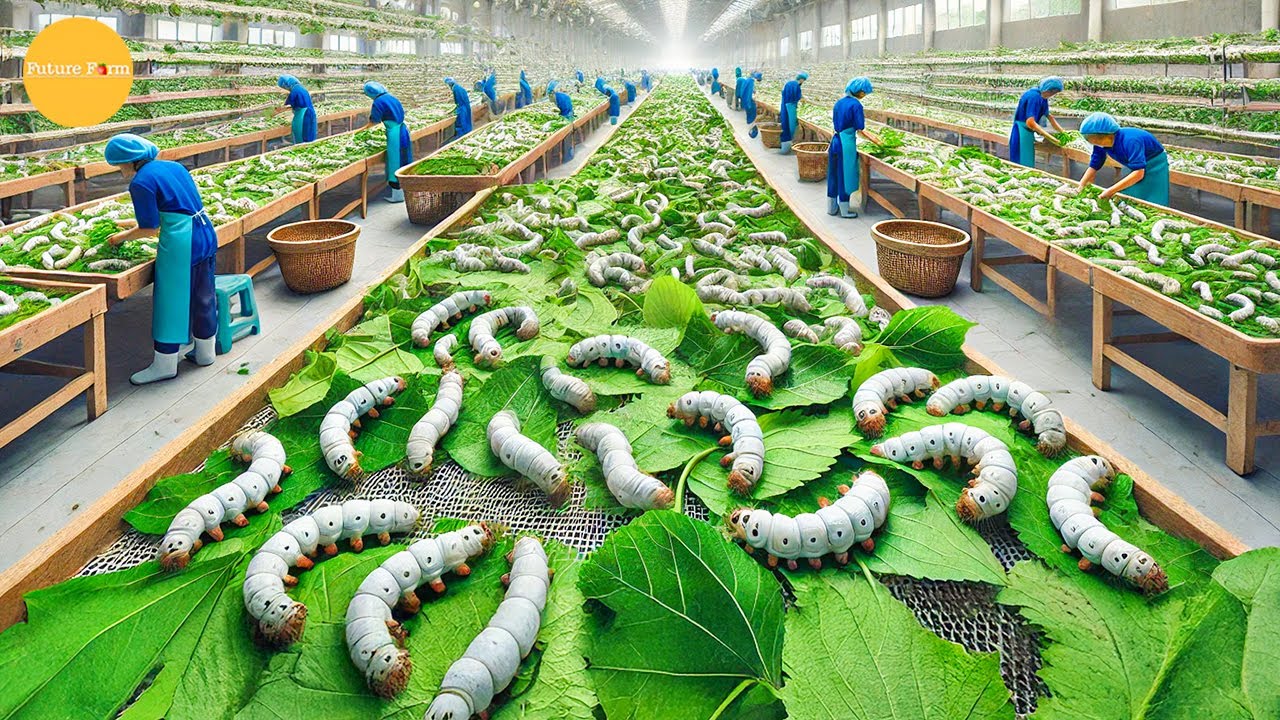 How Brazil Produces European-Standard Silk from Silkworms – Modern Agriculture