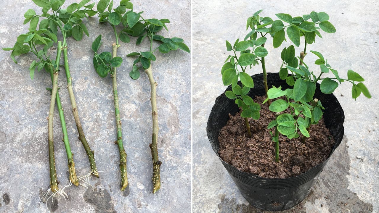 How to grow katuk from cuttings with water, fast and easy