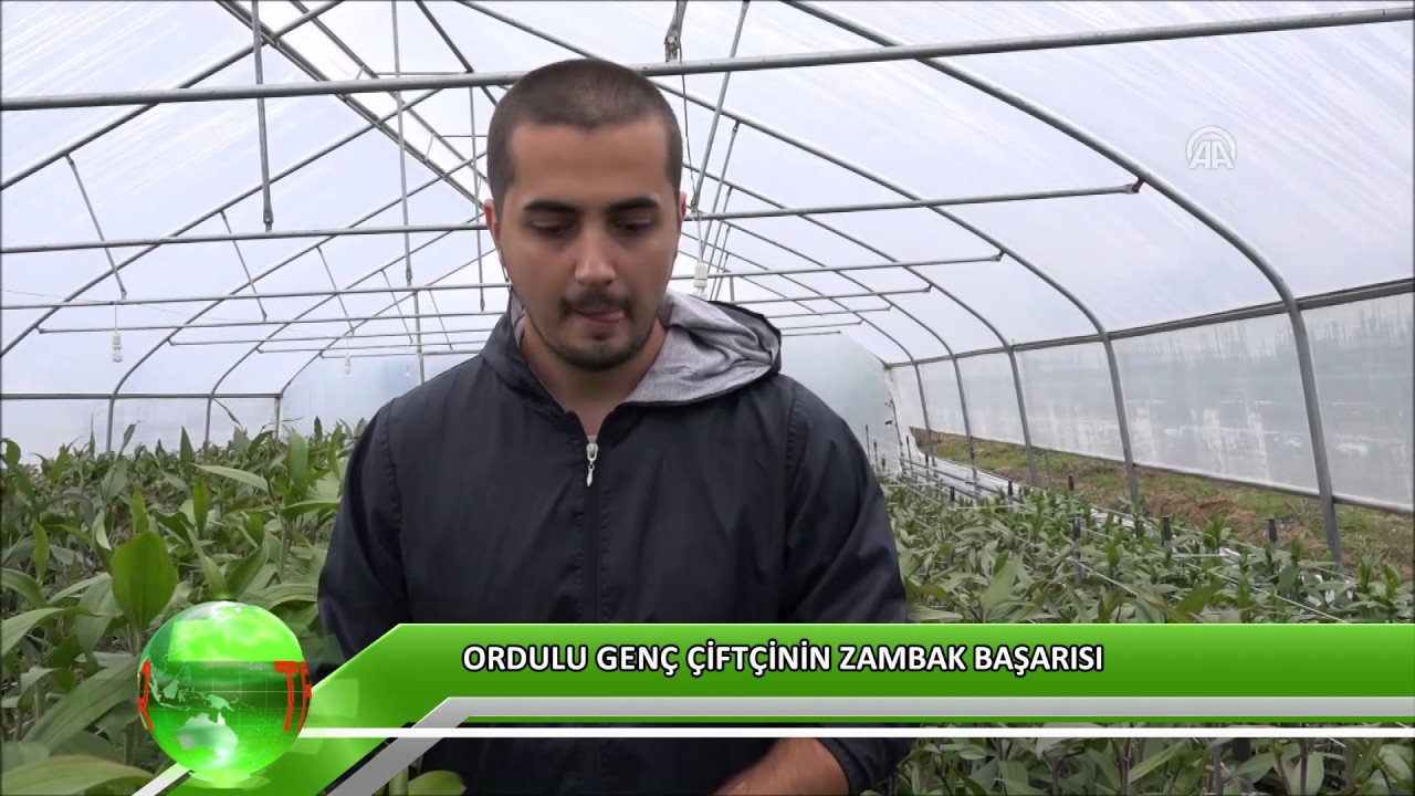 Ordulu genç çiftçinin zambak başarısı