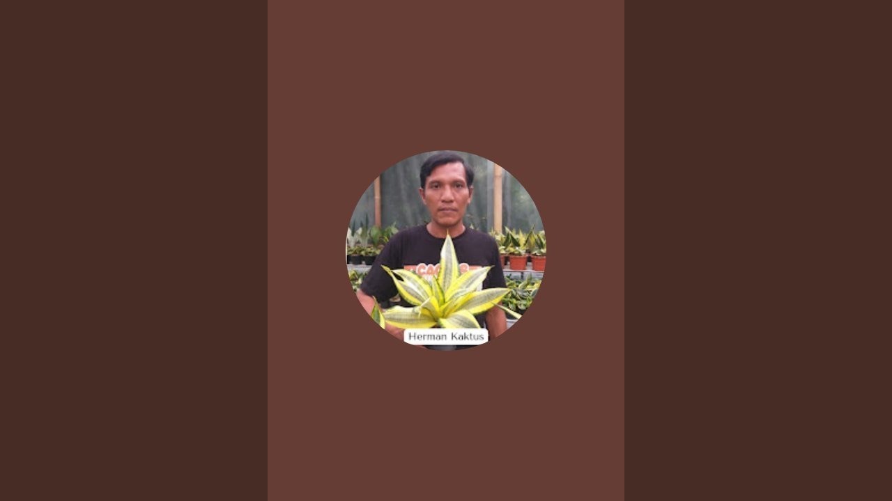 Herman Sansevieria sedang live sekarang! Live sansevieria dari garut