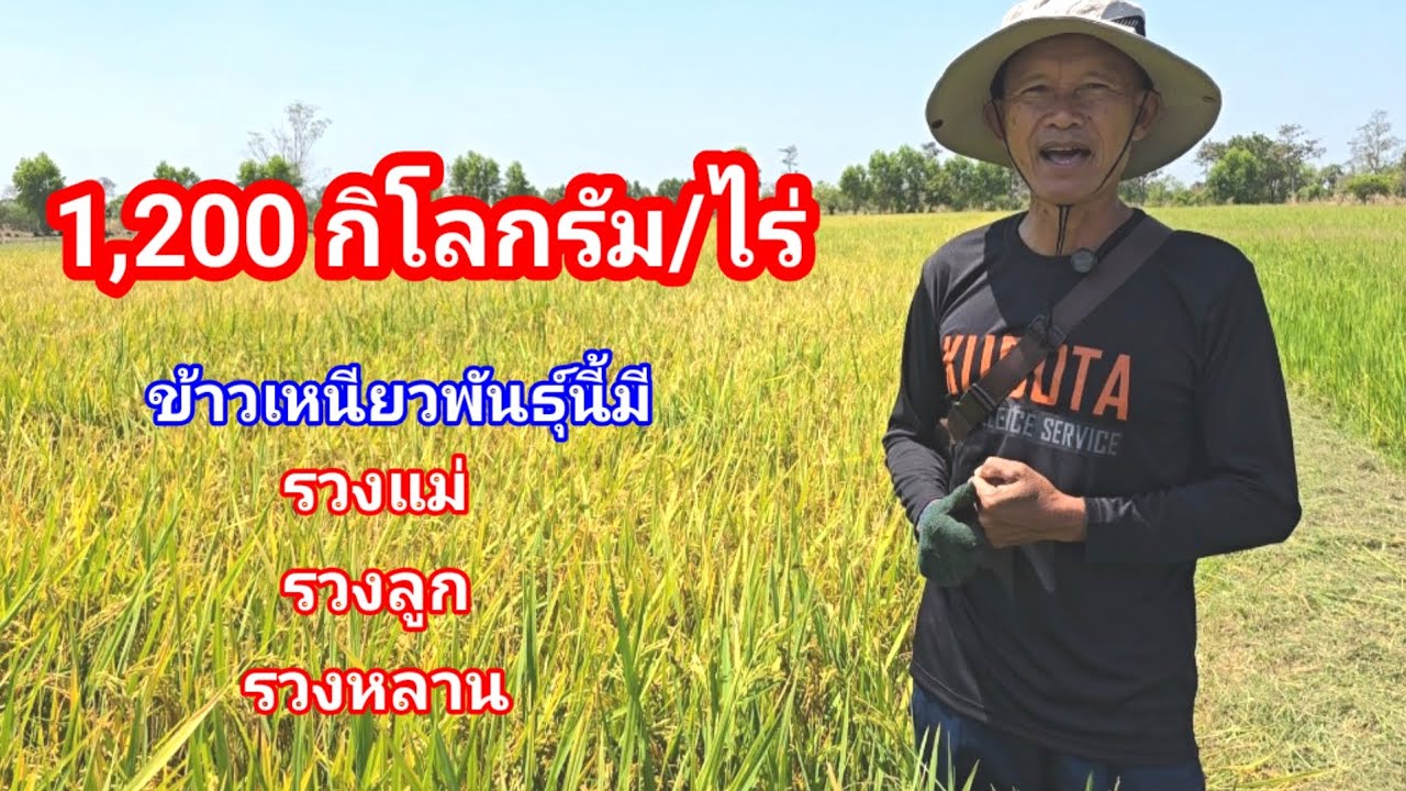 1,200 กิโลกรัมต่อไร่ ข้าวเหนียวพันธุ์ดี ข้าวไม่ล้ม รวงเยอะ ทำได้ทั้งนาปีและนาปรัง