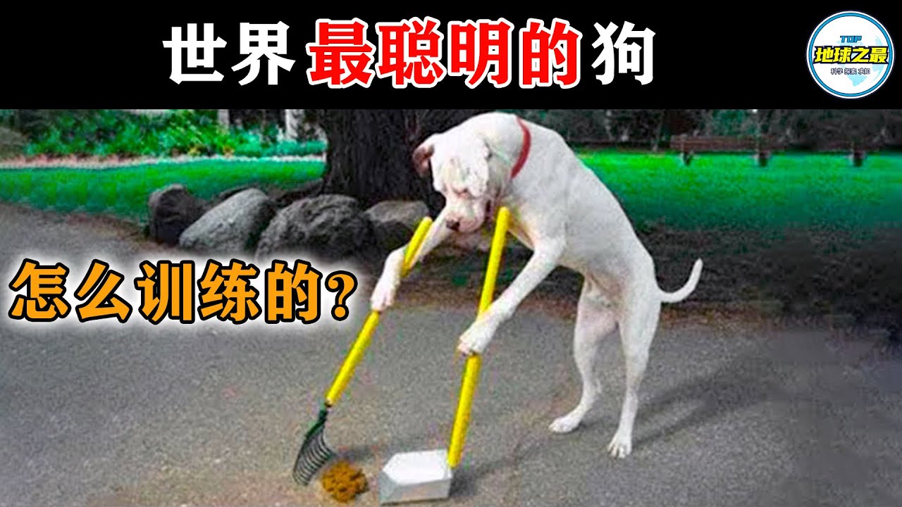 10只世界上最聪明的狗！能做家务，会开小汽车！比亲儿子还让人省心！丨地球之最#冷知识 #排名 #世界之最#动物#动物世界#世界最聪明的狗#世界最训练有素的狗#世界之最top#top10