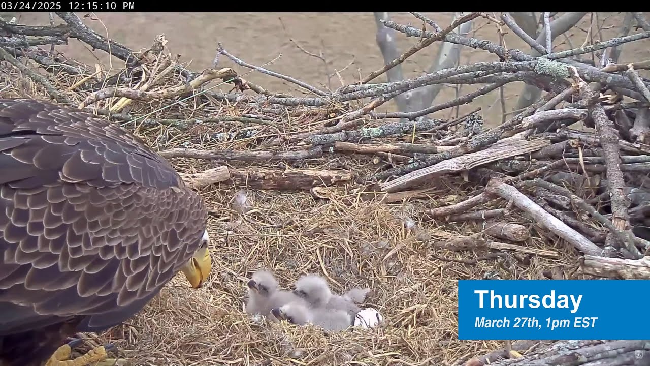 Studio Broadcast: Live! From the NCTC Eagle Nest 3/27/2025