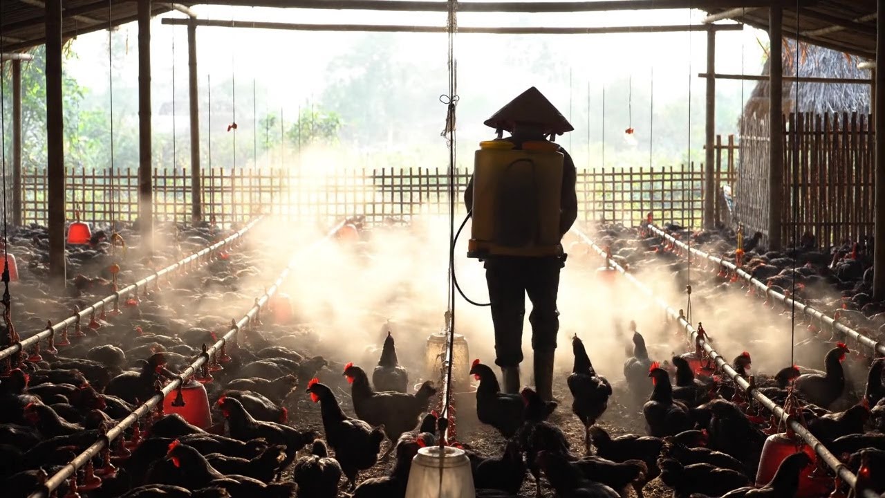 Inside the Farm: Treating and protecting H'Mong Black Chickens with salt water