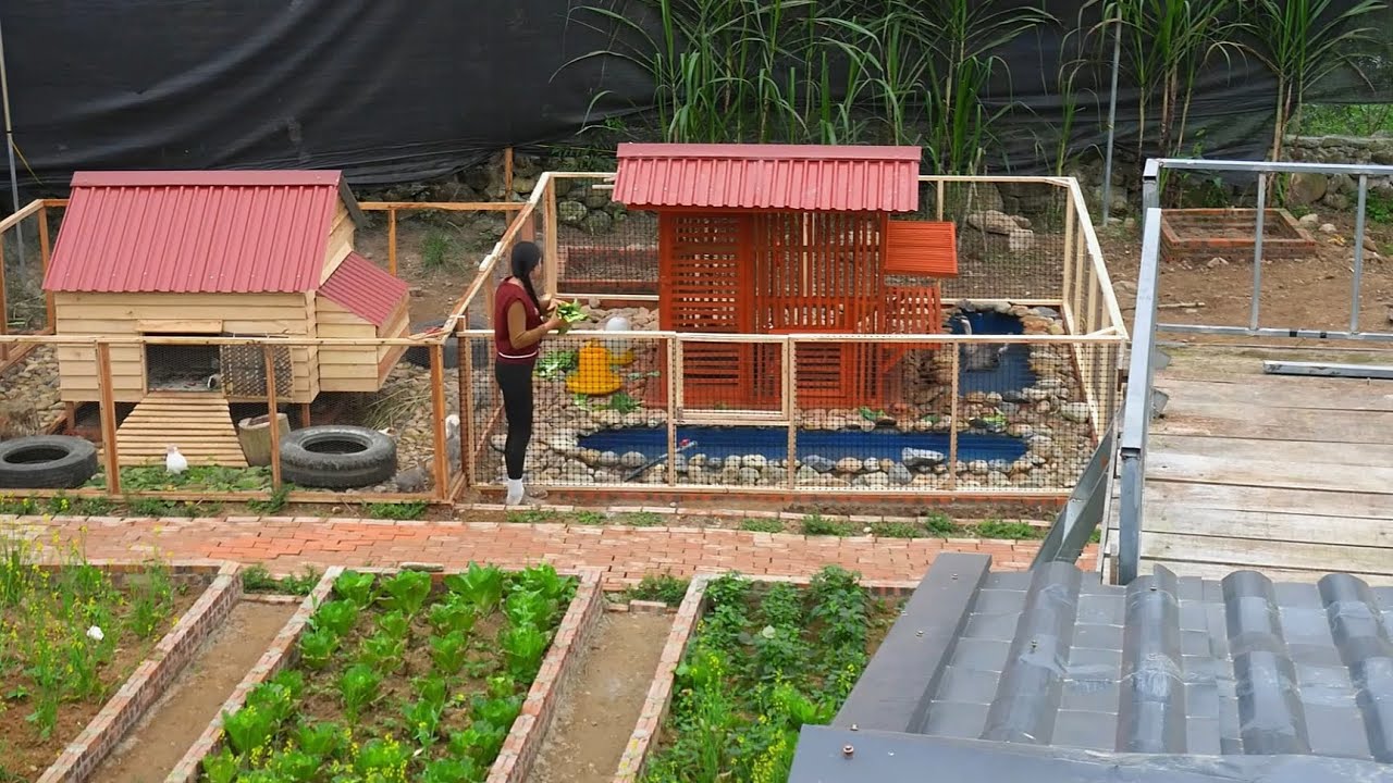 建造一座帶池塘的智能鵝舍并打造圍欄，購買多只小鴨來飼養 #农村生活 #乡村建造 #农家美食 #农场日常 #乡村致富