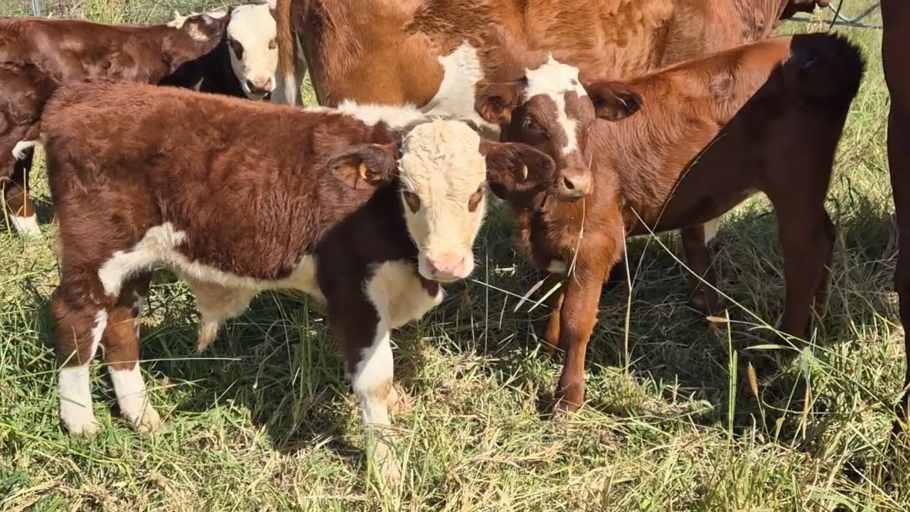 A day in the life of Ferndale Farm