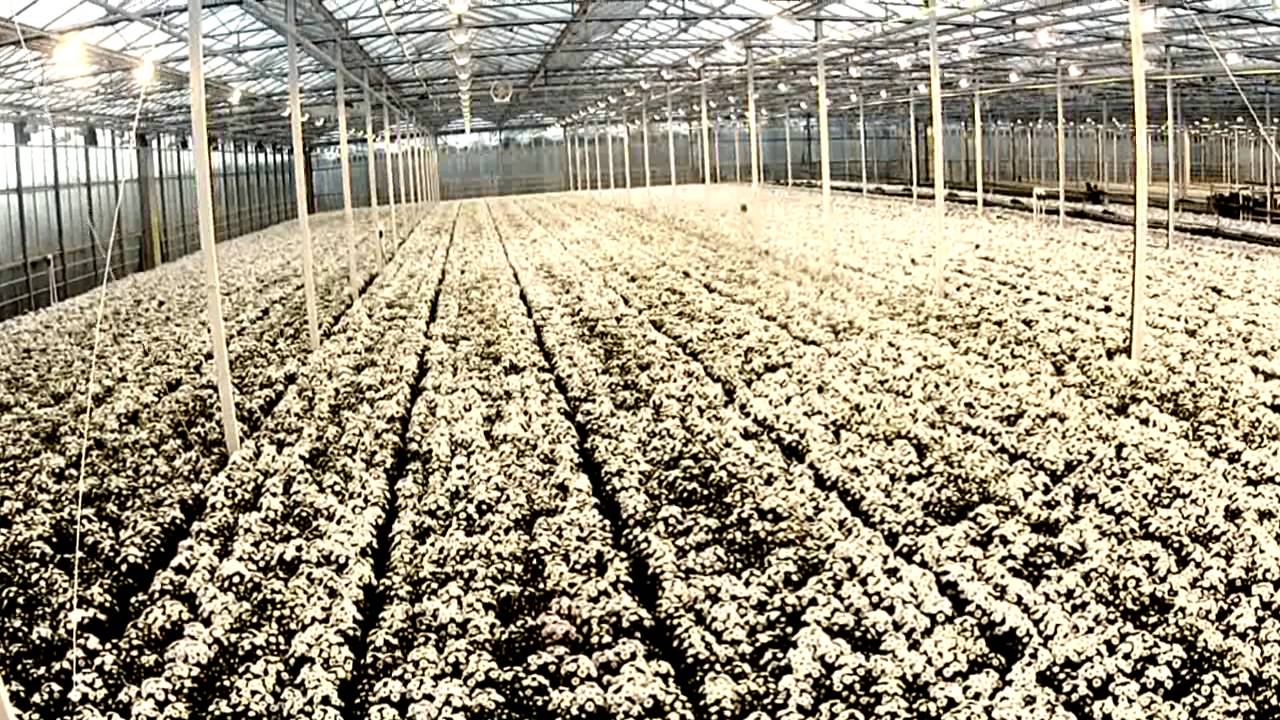 Bedrijfsimpressie Fred van Paassen Chrysanten