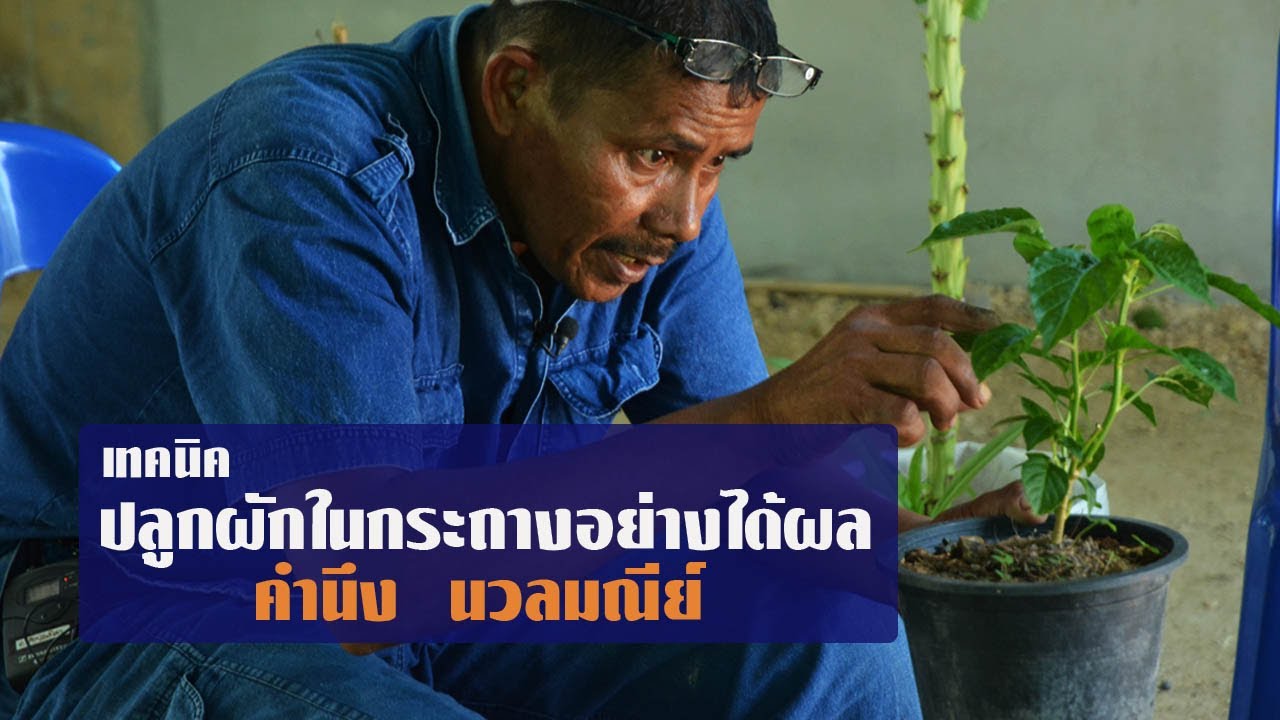 เทคนิคปลูกผักในกระถางอย่างได้ผล โดย คำนึง นวลมณีย์