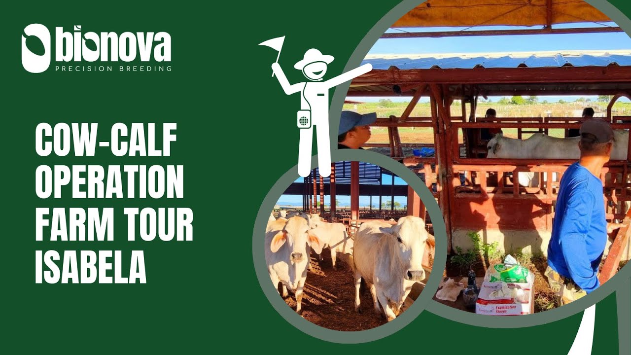 Cow-Calf Operation Farm Tour in Ilagan, Isabela, Philippines