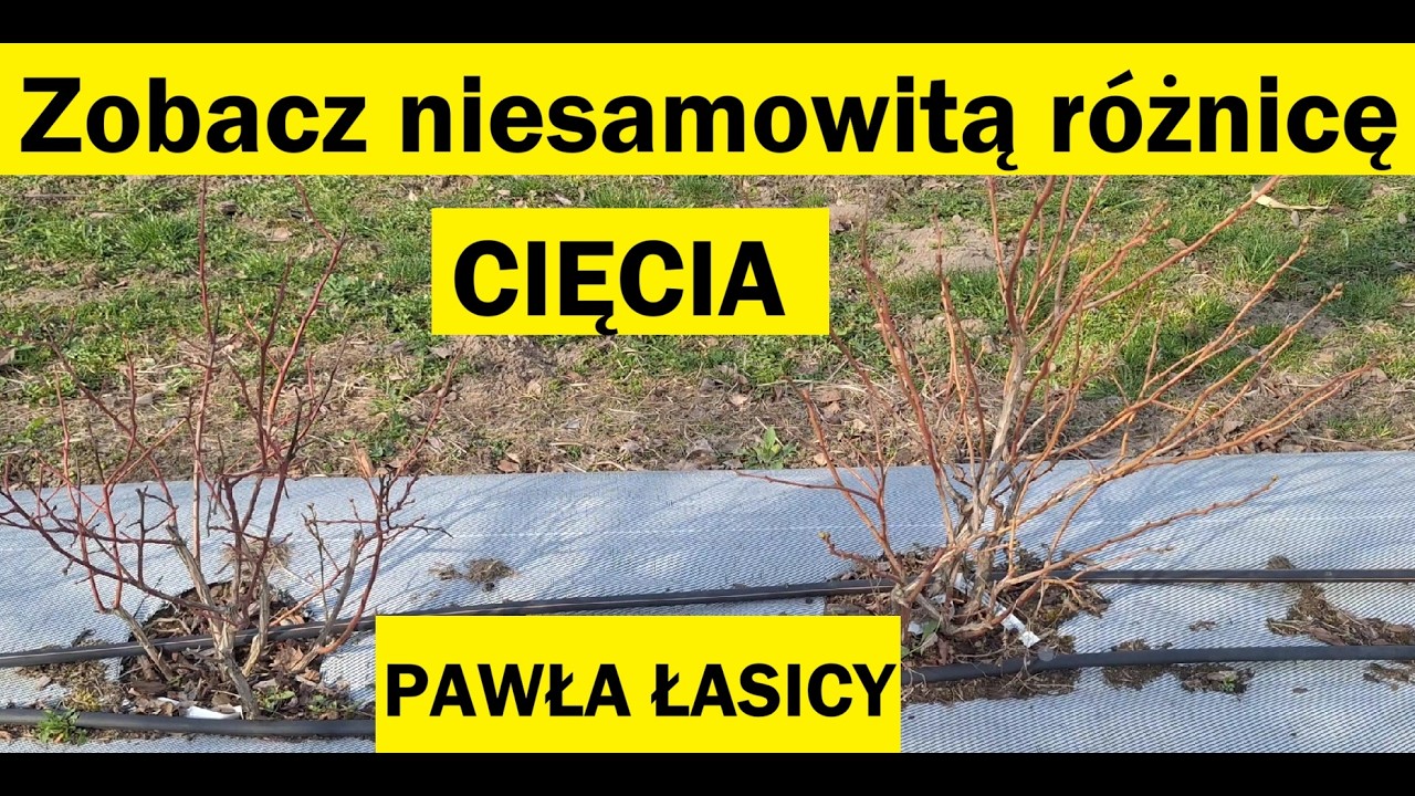 Не режьте чернику, пока не увидите это!!! Вот так выглядит черника после нарезки (фото Павла Ласи...