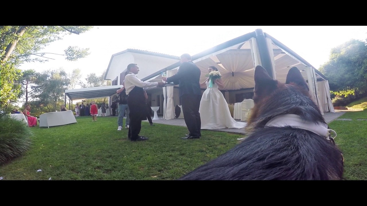 Axel pastore tedesco come paggetto d'onore al matrimonio