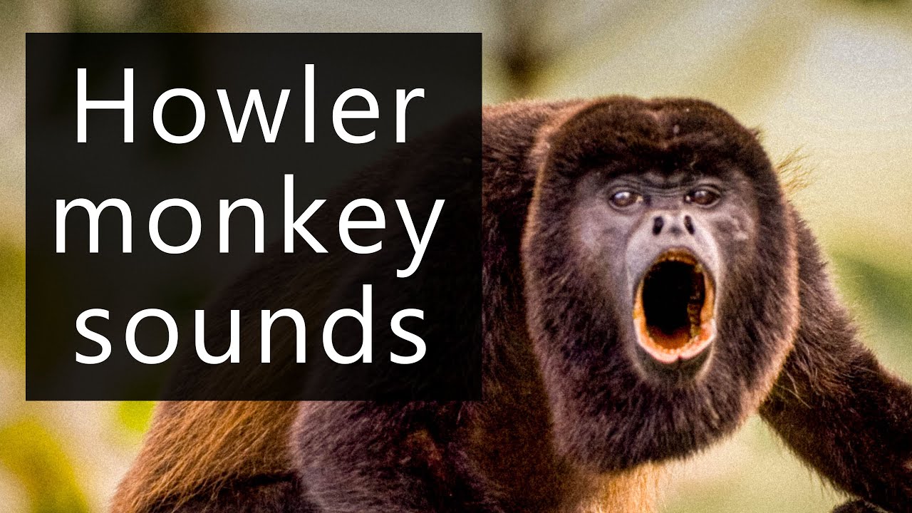 The frightening sounds of Howler monkeys