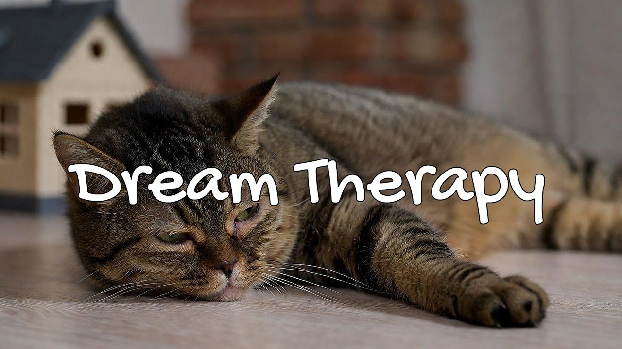 LIVE Cozy Sleeping Kitten for Background Relax 😴 | Season 8 | 24/7 Lofi Radio 📻