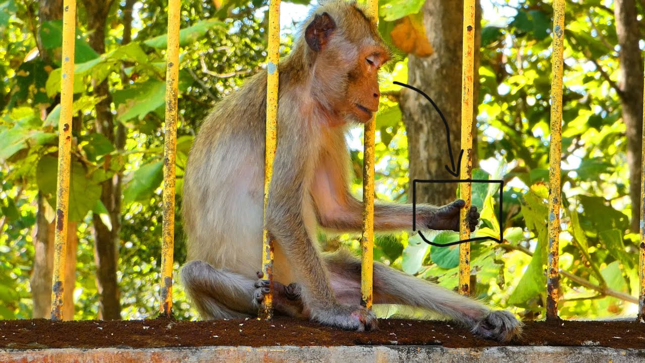 Monkey Malida, an Old monkey sleeps on the pool hungry