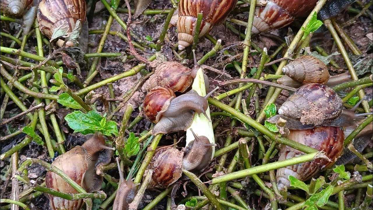 A group of giant snails were captured on camera in a spectacular way never seen before.